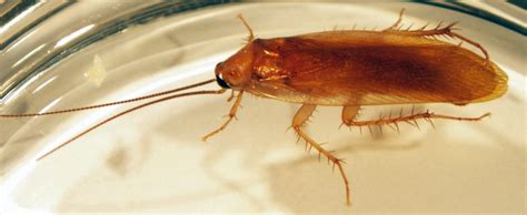 wood roaches in michigan|where are wood roaches found.